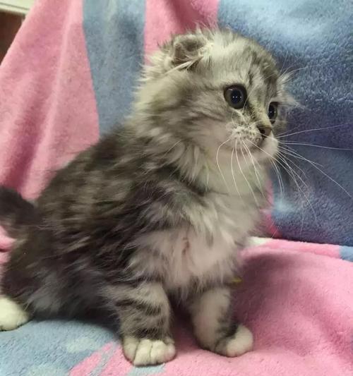 3个月大的折耳猫喂什么有营养？推荐哪些食物？