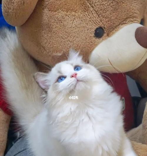 3岁的布偶猫标准体重是多少？如何监测猫咪的成长？