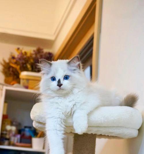 3岁的布偶猫标准体重是多少？如何监测猫咪的成长？