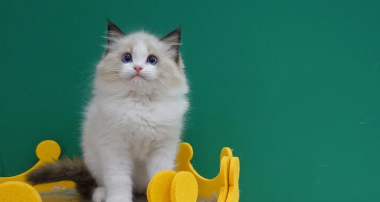 3只萨摩3只布偶猫的饲养指南？多猫家庭如何管理？