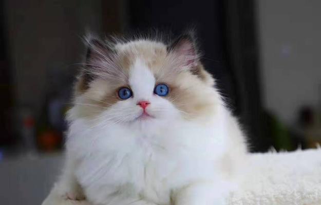 3只萨摩3只布偶猫的饲养指南？多猫家庭如何管理？