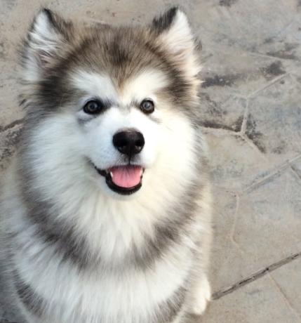 阿拉斯加幼犬调皮怎么办？有哪些训练方法可以改善？
