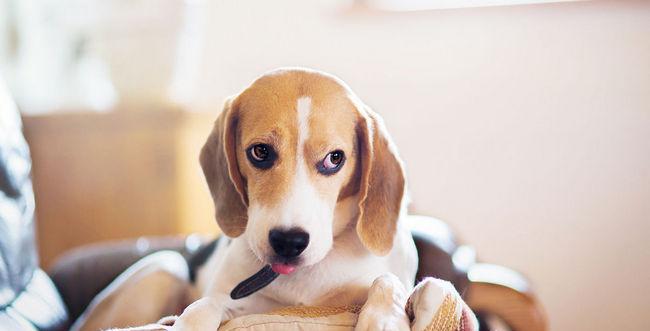 比格犬不吃狗粮怎么办？比格犬挑食解决方法有哪些？
