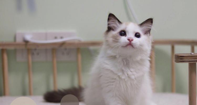 7个月布偶吃多少猫粮一天？布偶猫喂食量标准？