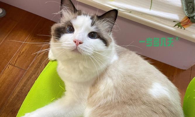 7个月布偶吃多少猫粮一天？布偶猫喂食量标准？
