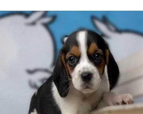 比格犬两个月喂多少水？比格犬水摄入量标准？
