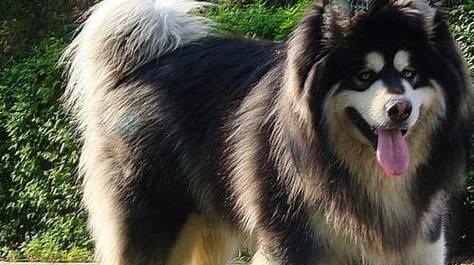 阿拉斯加雪橇犬一顿吃多少？阿拉斯加犬喂食量标准？