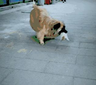 被打后狗狗发抖怎么办？狗狗发抖原因及解决方法？