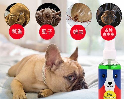 6个月的小猫有跳蚤吗？猫咪跳蚤防治方法？