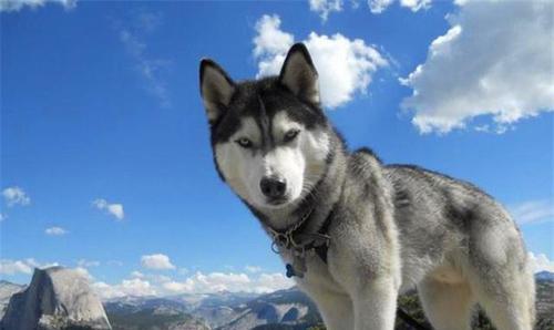 阿拉与哈士奇有什么区别？阿拉斯加犬和哈士奇对比？