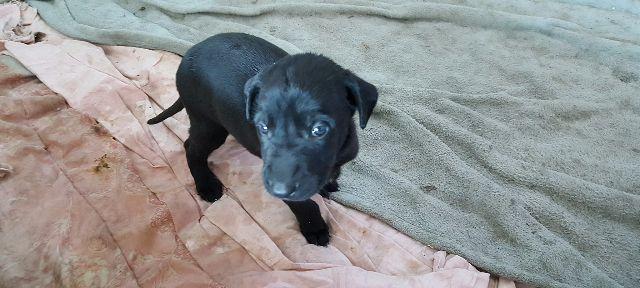 阿拉斯加犬大公爵巨型特点？巨型阿拉斯加犬饲养指南？