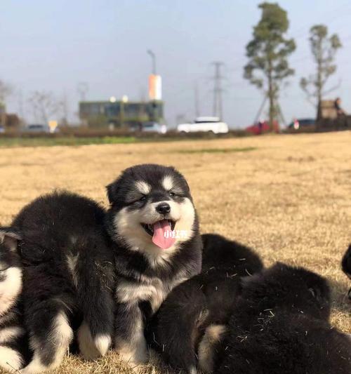 阿拉斯加犬送人怎么办？阿拉斯加犬送人注意事项？