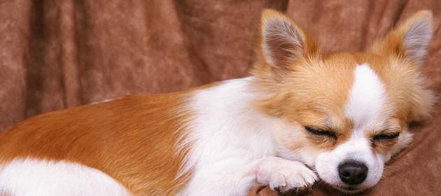 50天狗狗发烧怎么办？幼犬发烧处理方法有哪些？