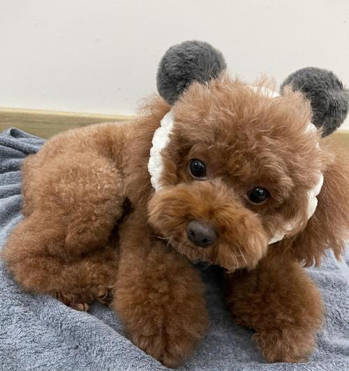 2个月泰迪多少斤正常？泰迪幼犬体重标准是什么？