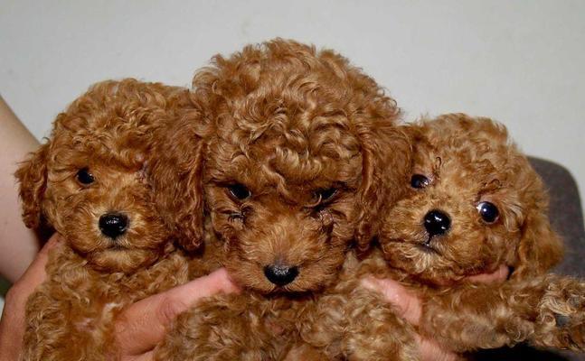 6个月泰迪一天睡多久？泰迪幼犬睡眠时间正常吗？