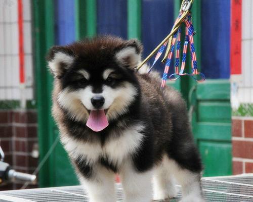 70天阿拉斯加幼犬体重多少？阿拉斯加幼犬成长标准是什么？