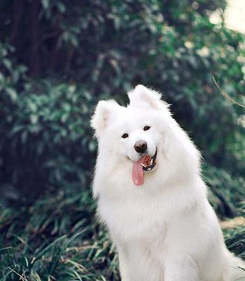 60斤萨摩耶吃多少狗粮？萨摩耶犬喂食量如何计算？
