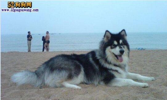 阿拉斯加属于中型犬吗？阿拉斯加犬体型分类有哪些？