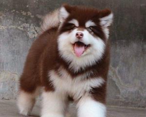 阿拉斯加属于中型犬吗？阿拉斯加犬体型分类有哪些？