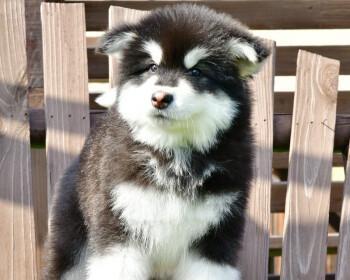 阿拉斯加犬能吃苦瓜吗？阿拉斯加犬饮食禁忌有哪些？
