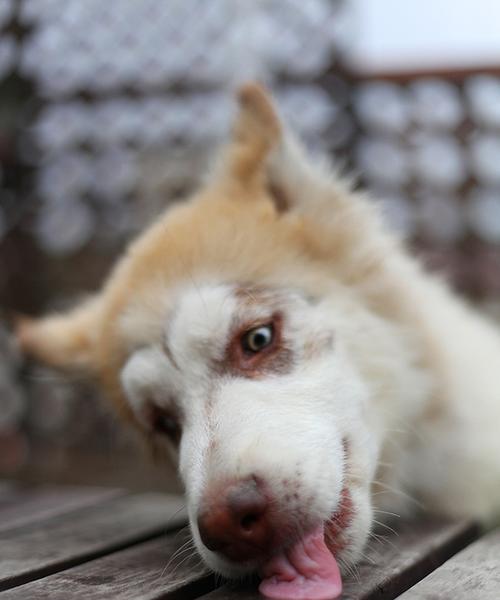 4个月阿拉斯加犬后腿往外怎么办？阿拉斯加犬幼犬健康问题有哪些？