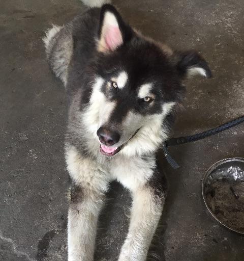 4个月阿拉斯加犬后腿往外怎么办？阿拉斯加犬幼犬健康问题有哪些？
