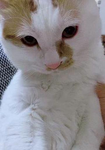 70天小猫咪拉稀怎么办？幼猫腹泻处理方法有哪些？