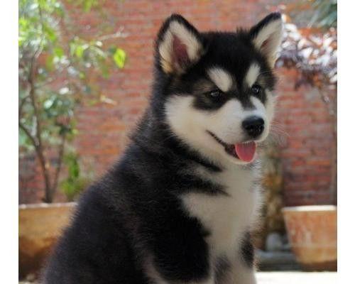 阿拉斯加犬桃心是什么？阿拉斯加犬品种特点有哪些？