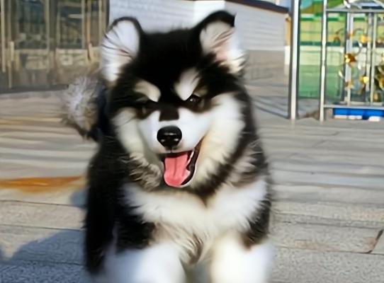 阿拉斯加雪橇犬有哪些颜色？不同颜色有何特点？