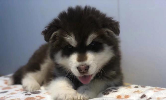 3个月阿拉斯加幼犬怎么喂食？饮食安排有哪些要点？