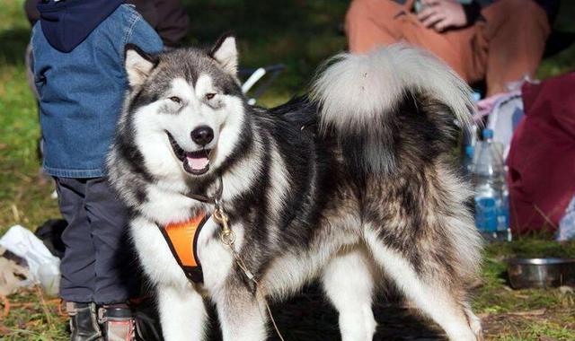 阿拉斯加犬为什么被禁养？禁养的原因有哪些？