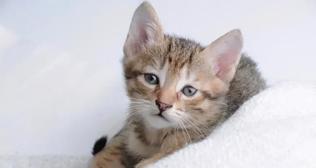 4个月的猫咪正常体温是多少？体温标准是什么？