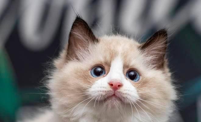 2斤布偶猫可以吃营养膏吗？营养膏对猫咪有哪些好处？