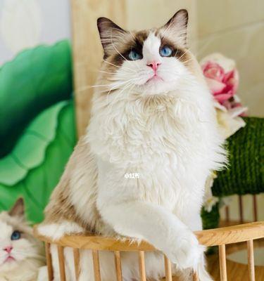 3个月布偶猫体重多少正常？体重标准是多少？