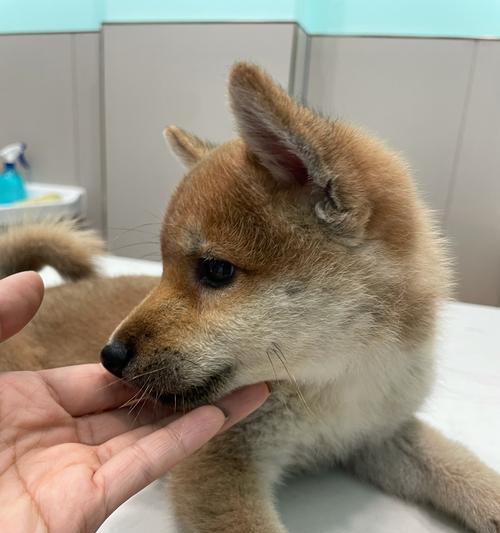 半个月小狗身上有病毒吗？常见病毒有哪些？