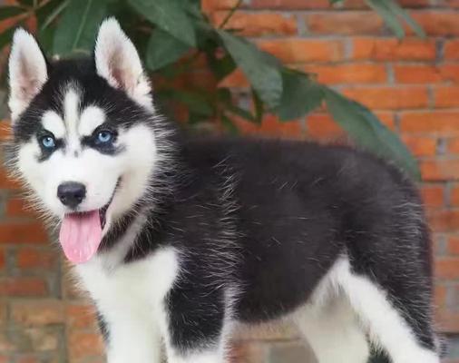 阿拉斯加犬是不是杂交犬？阿拉斯加犬的起源和血统是什么？