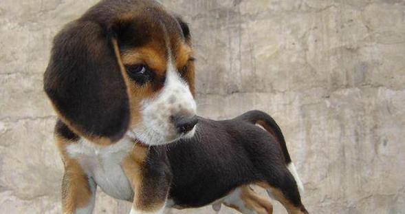 比格犬纯不纯怎么看？判断标准有哪些？