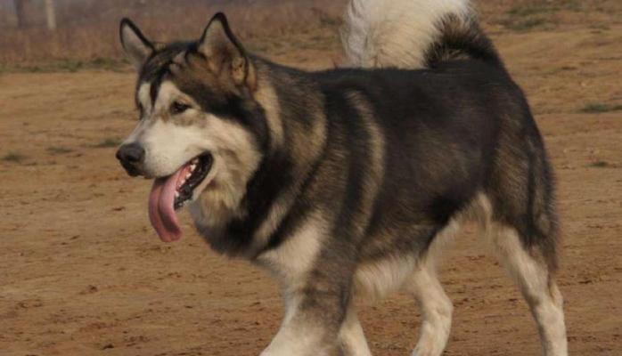 40天棕色阿拉斯加犬怎么喂养？饮食和护理有哪些建议？