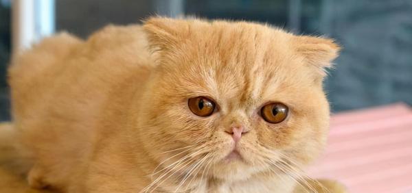 20多天的小猫能喂活吗？饲养难度和注意事项是什么？