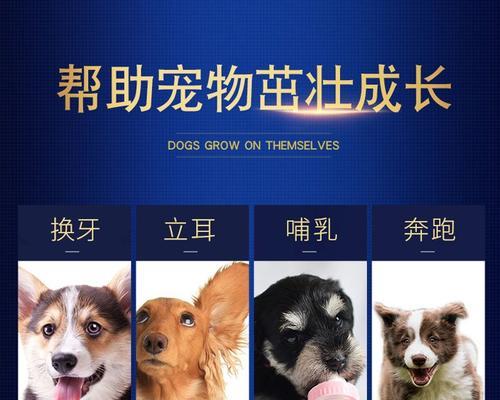 八个月的泰迪一餐吃多少克？饮食量如何控制？