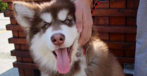 阿拉斯加被其他狗叫怎么办？阿拉斯加犬如何应对其他狗的挑衅？