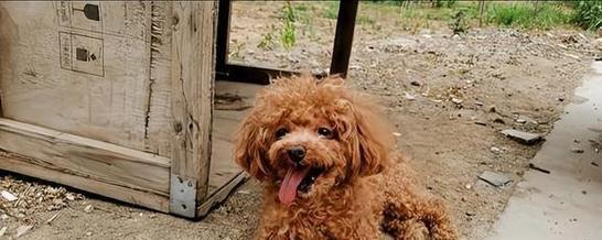 八个月泰迪一天吃几顿？泰迪幼犬的喂食频率是多少？