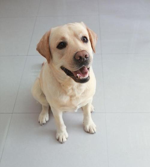 4个月拉布拉多需要补钙吗？拉布拉多幼犬补钙方法有哪些？