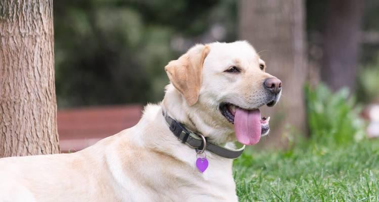4个月拉布拉多需要补钙吗？拉布拉多幼犬补钙方法有哪些？