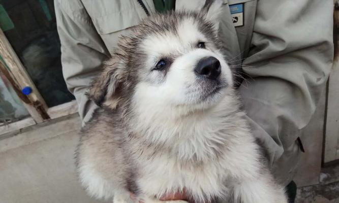 3个月大的阿拉斯加犬怎么喂养？阿拉斯加犬的饮食和护理有哪些要点？