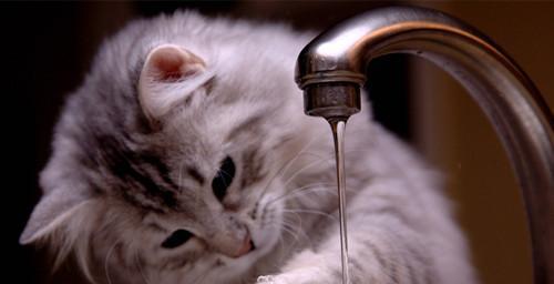 5个月的小猫呕吐拉肚子怎么办？猫咪的消化问题有哪些解决方法？