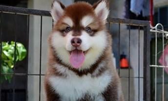阿拉斯加幼犬抽鼻子是怎么回事？狗狗抽鼻子的原因有哪些？