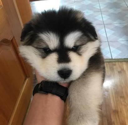 阿拉斯加幼犬抽鼻子是怎么回事？狗狗抽鼻子的原因有哪些？