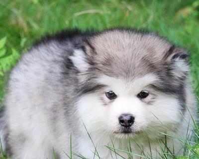 阿拉斯加幼犬可以过马路吗？狗狗过马路的训练方法有哪些？