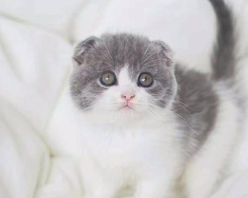 300一只折耳猫怎么样？折耳猫的价格和品质如何？